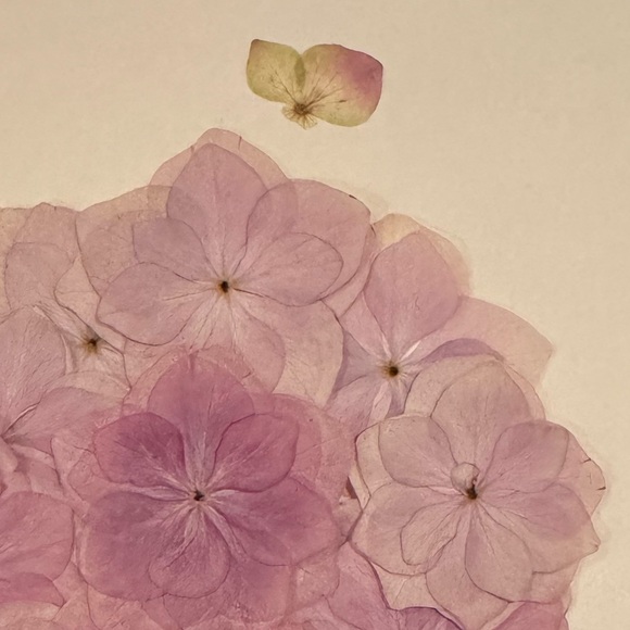 Real pressed flower art - hydrangea - Picture 1 of 8